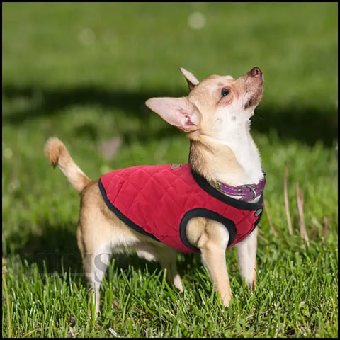 Chihuahua con cálido abrigo rojo, ideal para mascotas en otoño e invierno